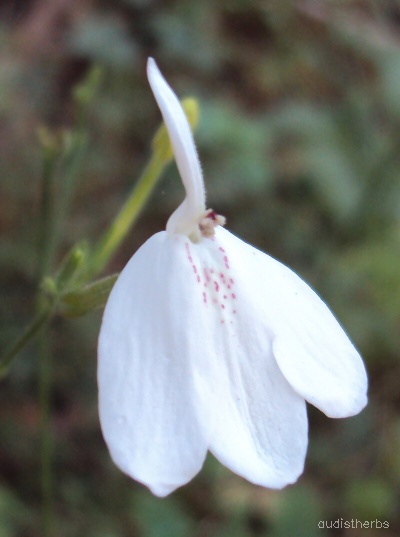 Rhinacanthus nasutus flower5.JPG